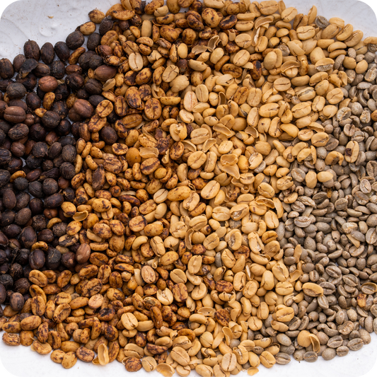 What is Coffee Processing?