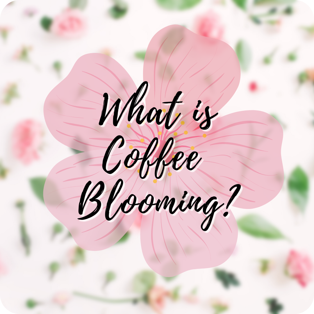 What is coffee blooming?