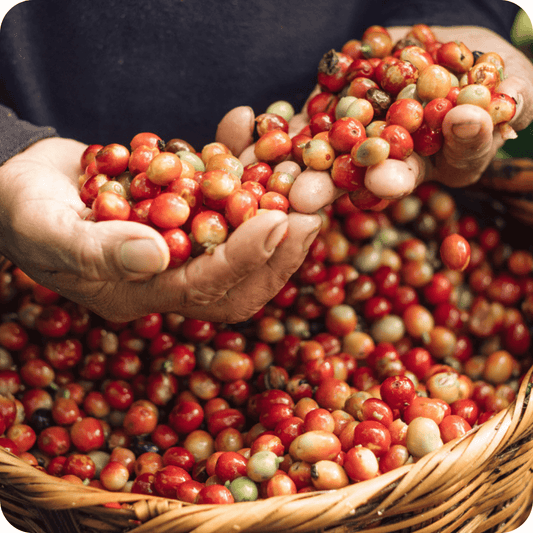 harvested coffee cherries