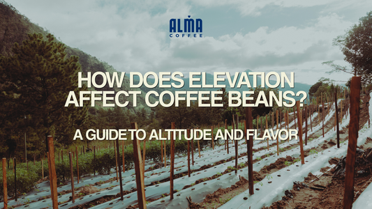 How Does Elevation Affect Coffee Beans? A Guide to Altitude and Flavor