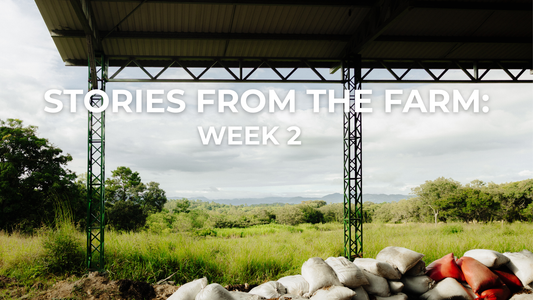 Stories from the Farm: Life at Finca T Week 2