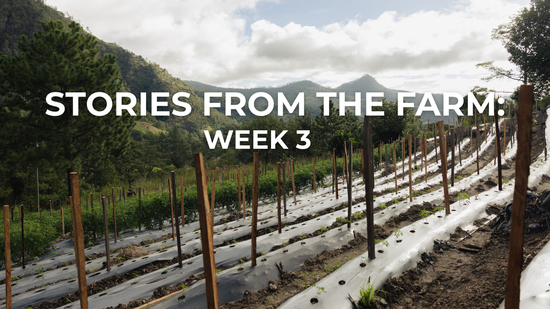 Stories from the Farm: Life at Finca T Week 3