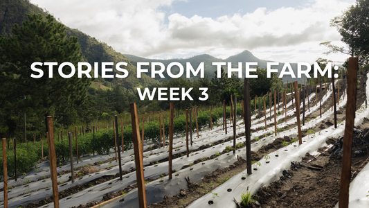 Stories from the Farm: Life at Finca T Week 3