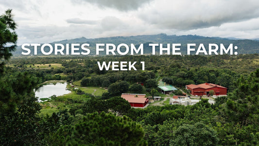 Stories from the Farm: Life at Finca T Week 1