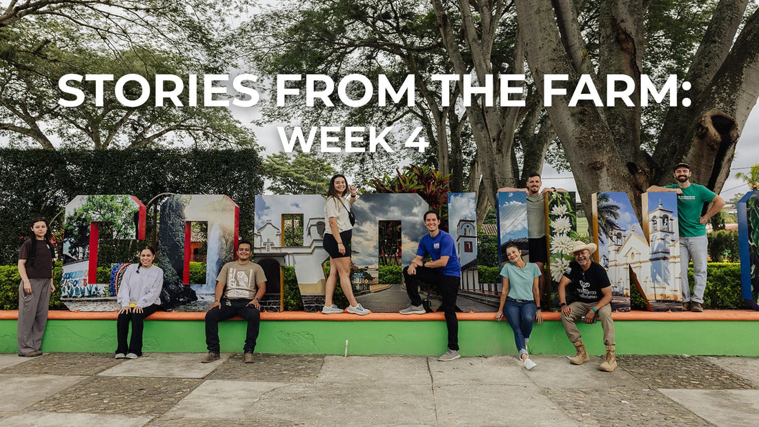 Stories from the Farm: Life at Finca T Week 4