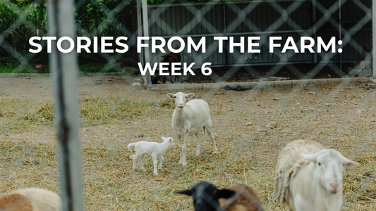 Stories from the Farm: Life at Finca T Week 6