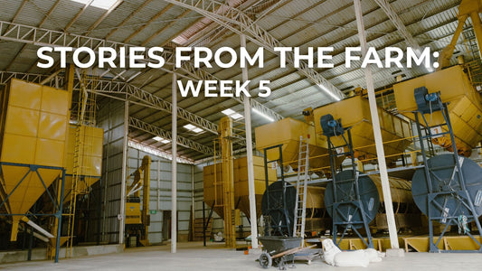 Stories from the Farm: Life at Finca T Week 5