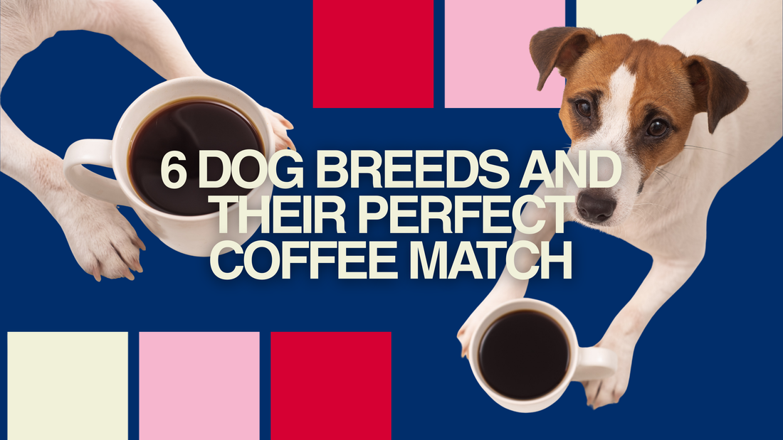 Six Dog Breeds and Their Perfect Coffee Match