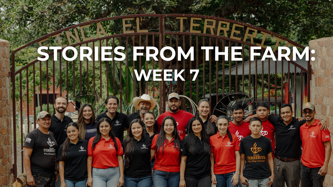 Stories from the Farm: Life at Finca T Week 7