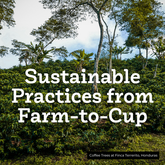 Sustainable Practices from Farm to Cup
