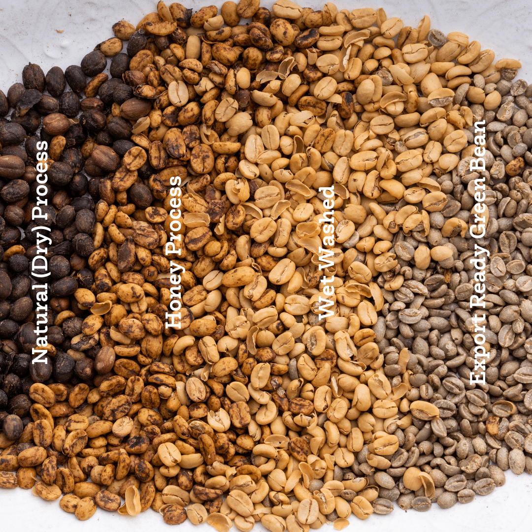 different processes that happen at Alma family farms to coffee, wet washed, natural process, and honey process